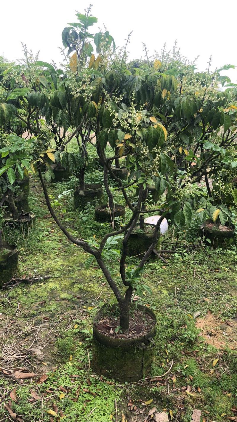 大量黄皮3-8公分出售，价格美丽，需要请联系