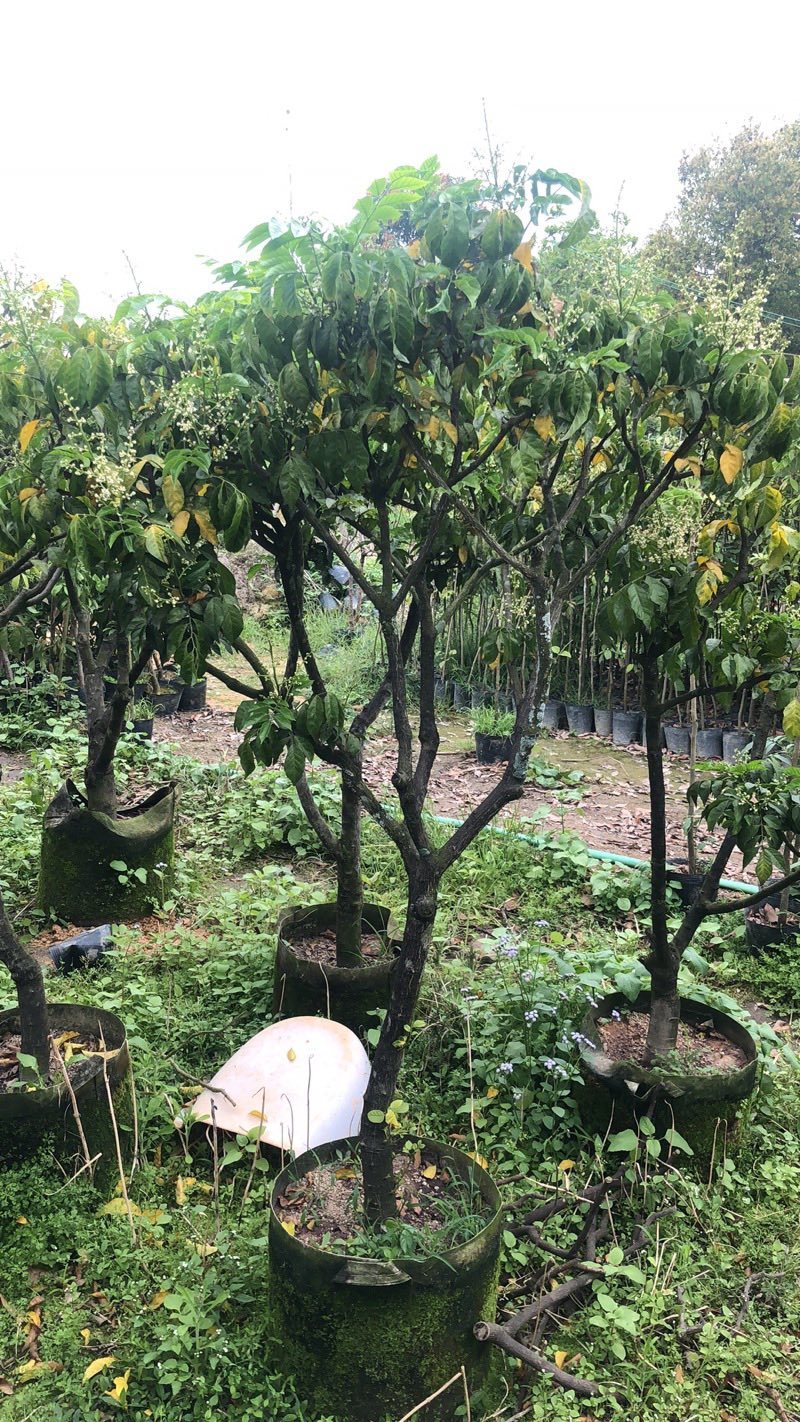 大量黄皮3-8公分出售，价格美丽，需要请联系