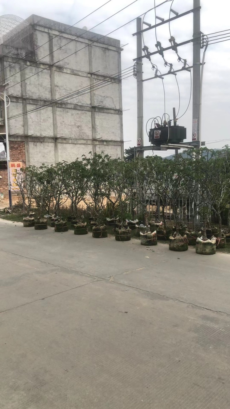 大量黄皮3-8公分出售，价格美丽，需要请联系