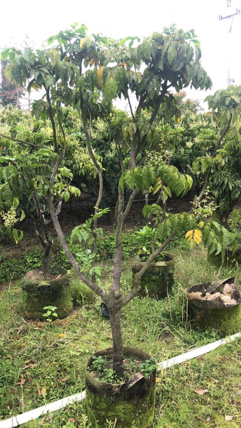 大量黄皮3-8公分出售，价格美丽，需要请联系
