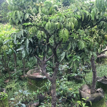 大量黄皮3-8公分出售，价格美丽，需要请联系