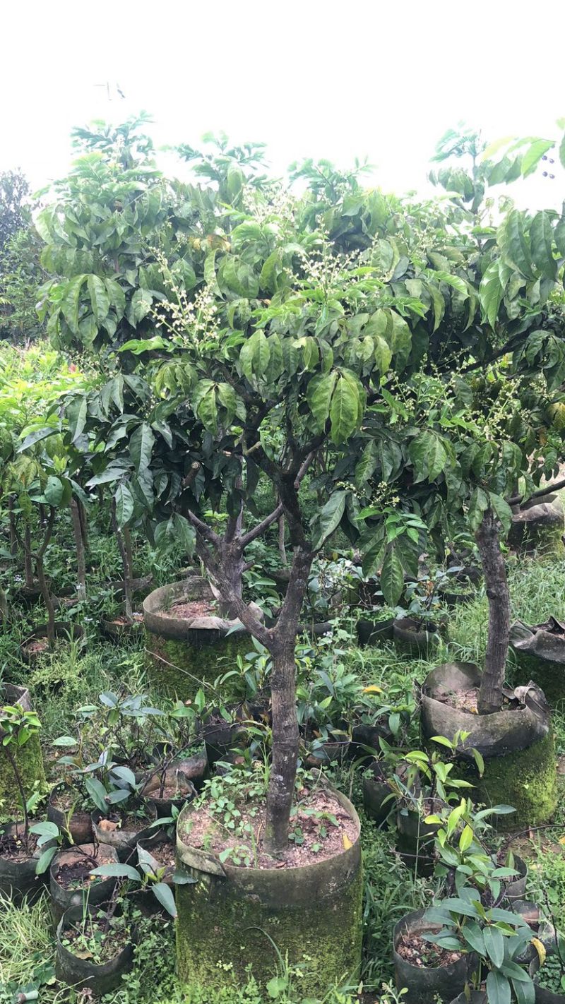 大量黄皮3-8公分出售，价格美丽，需要请联系