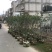 大量黄皮3-8公分出售，价格美丽，需要请联系