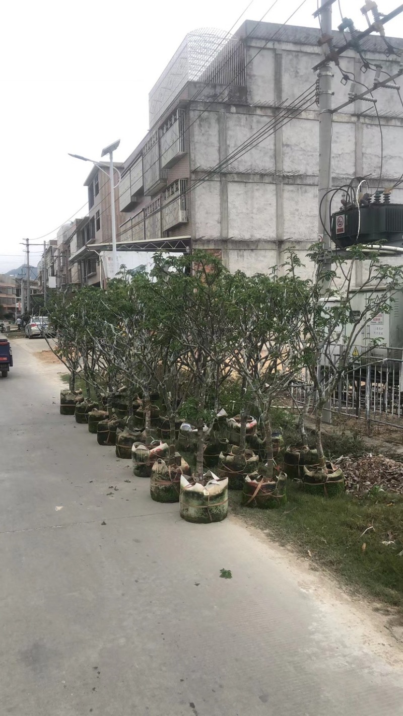 大量黄皮3-8公分出售，价格美丽，需要请联系