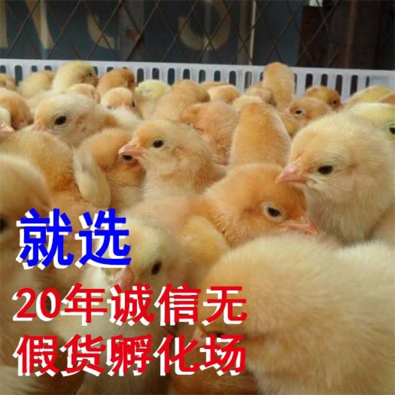 海兰褐出壳蛋鸡苗！脱温苗！出壳苗，脱温苗