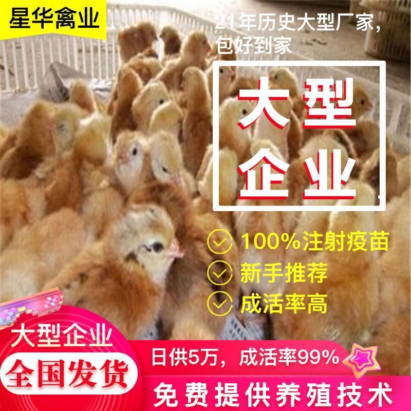 海兰褐出壳蛋鸡苗！脱温苗！出壳苗，脱温苗