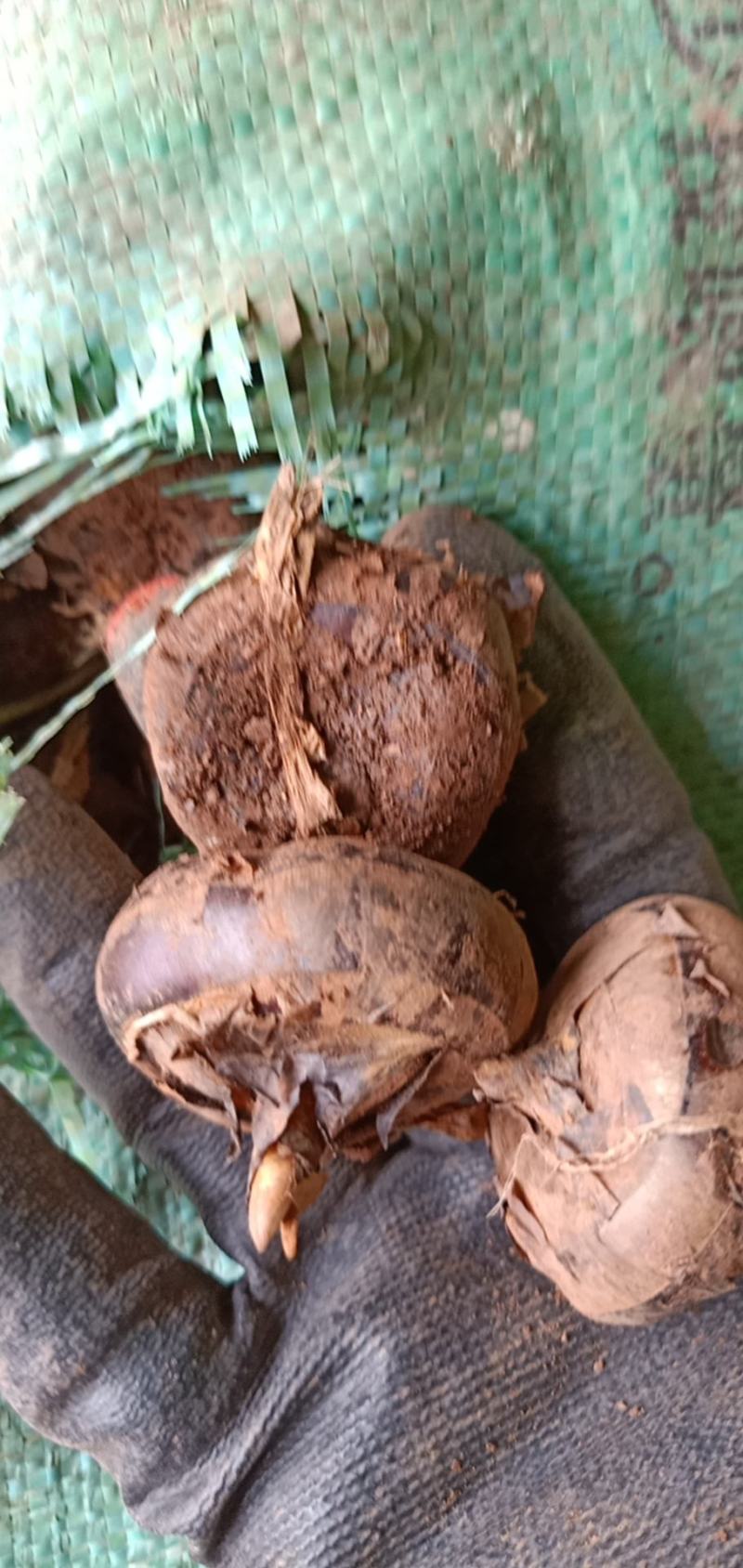 云南丽江永胜毛马蹄果又甜又脆