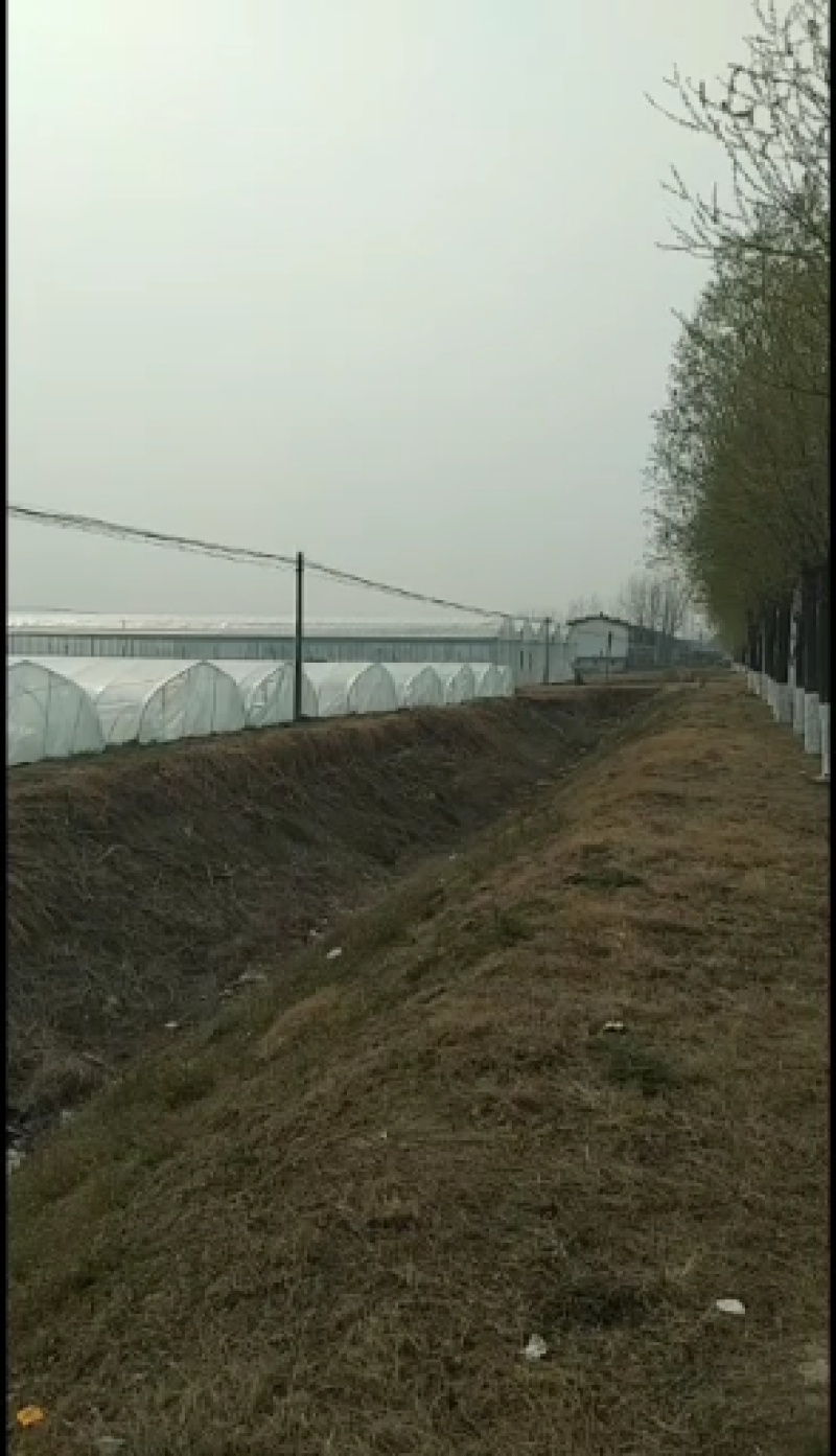 西瓜8424头茬精品大棚代收代发欢迎咨询