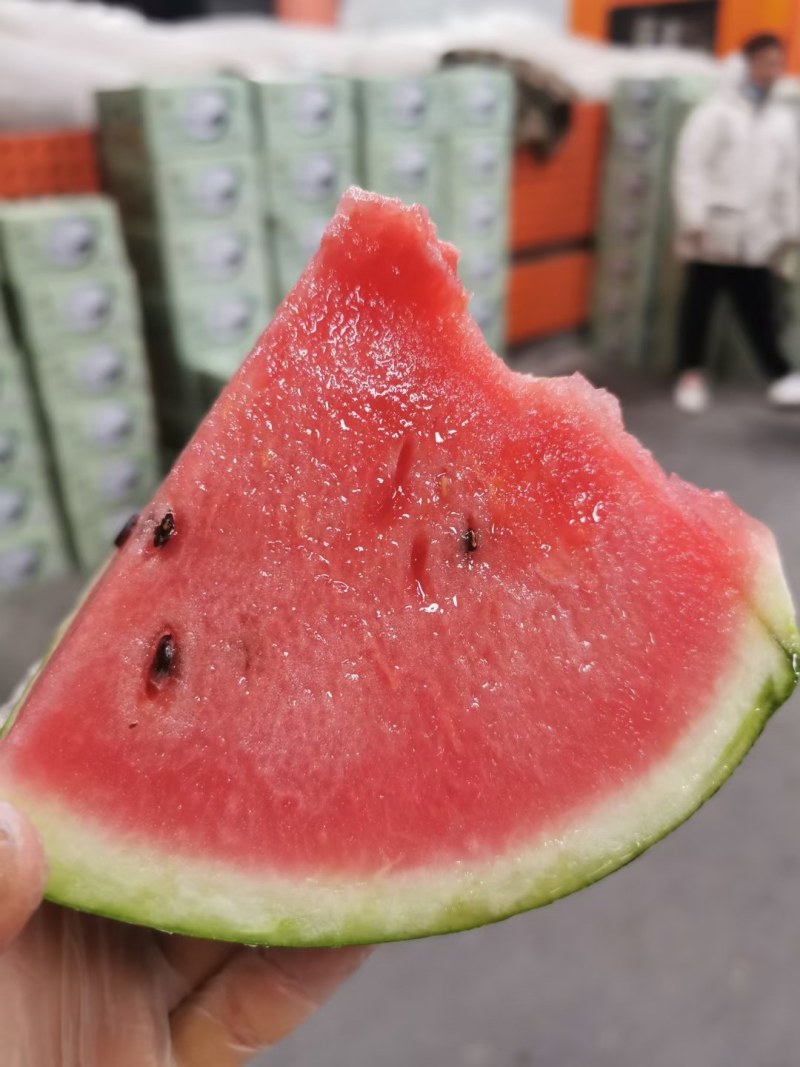 西瓜8424头茬精品大棚代收代发欢迎咨询