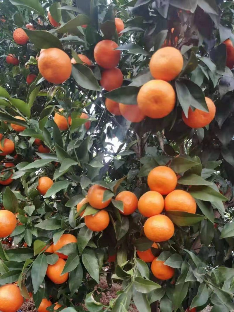 云南丽江晚熟优质沃柑，四月初上市