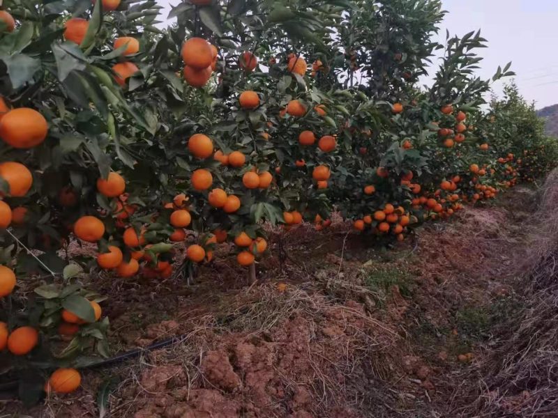 云南丽江晚熟优质沃柑，四月初上市