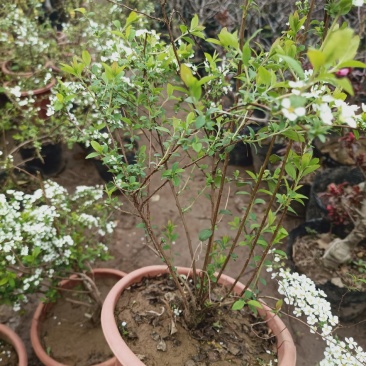 喷雪花雪柳银柳老兵家花卉