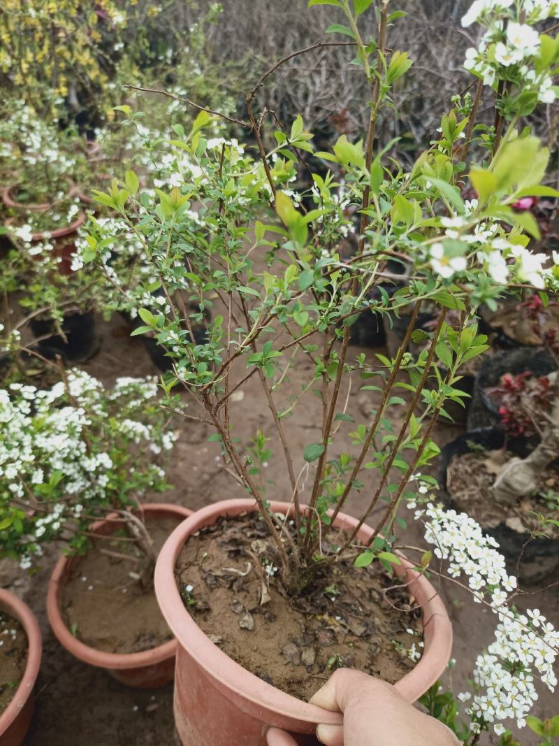 喷雪花雪柳银柳老兵家花卉