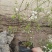 喷雪花雪柳银柳老兵家花卉