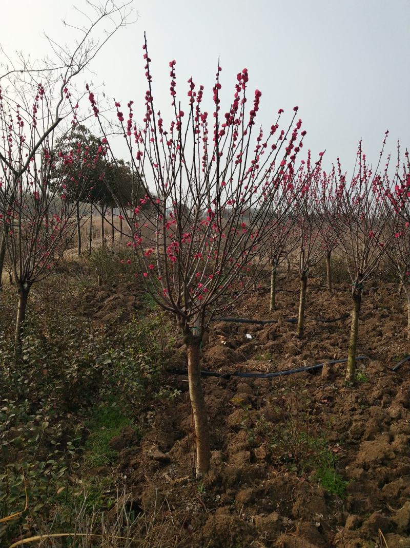 红梅适合庭院，别墅，社区公园等场所种植