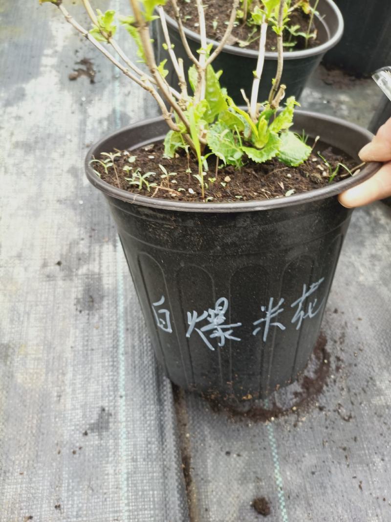 老兵家八仙绣球40个品种，按品种发货
