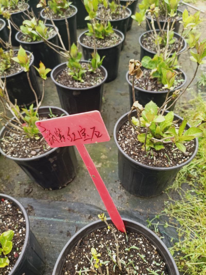 老兵家八仙绣球40个品种，按品种发货
