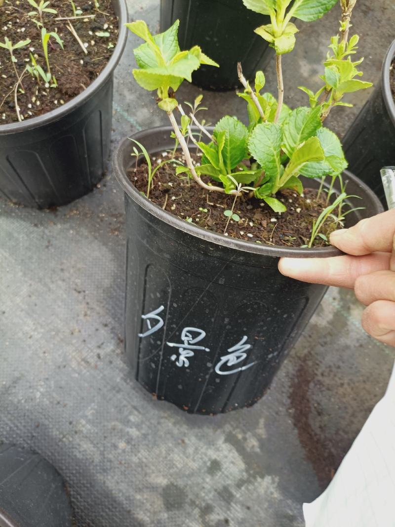 老兵家八仙绣球40个品种，按品种发货
