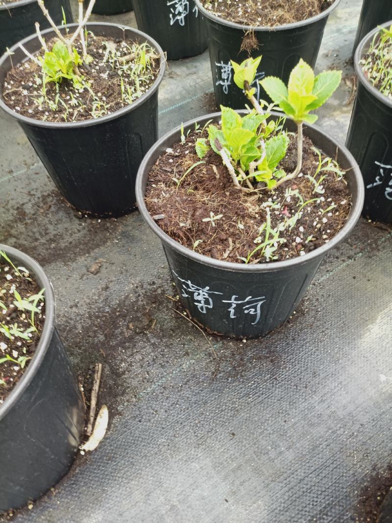 老兵家八仙绣球40个品种，按品种发货