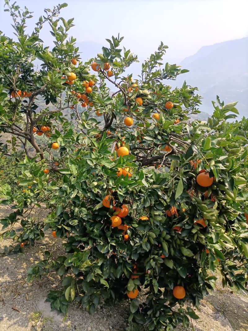 奉节脐橙奉节脐橙奉节脐橙