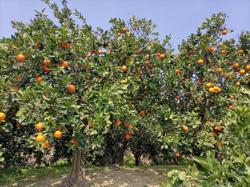 奉节脐橙奉节脐橙奉节脐橙