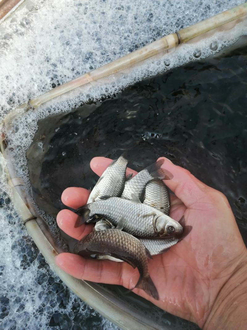 养殖场大量出售中科三号鲫鱼鱼苗及成品鱼鲫鱼