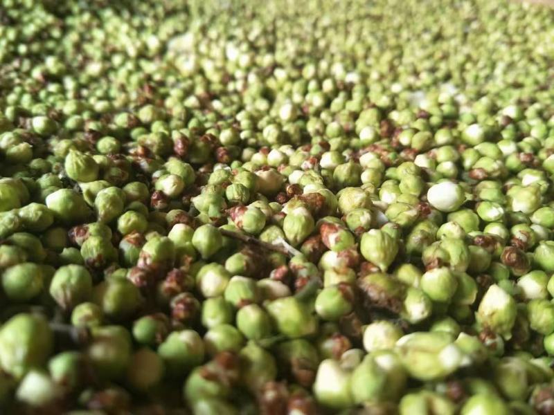 梅花绿梅自产自销质量保证价格实惠
