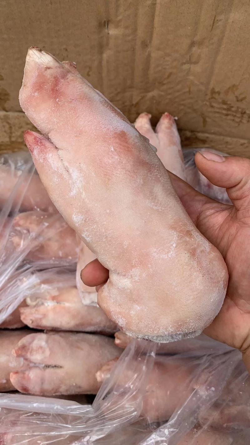 鲜猪蹄，质量保证，长短可选，长期有货，价格便宜，联系！