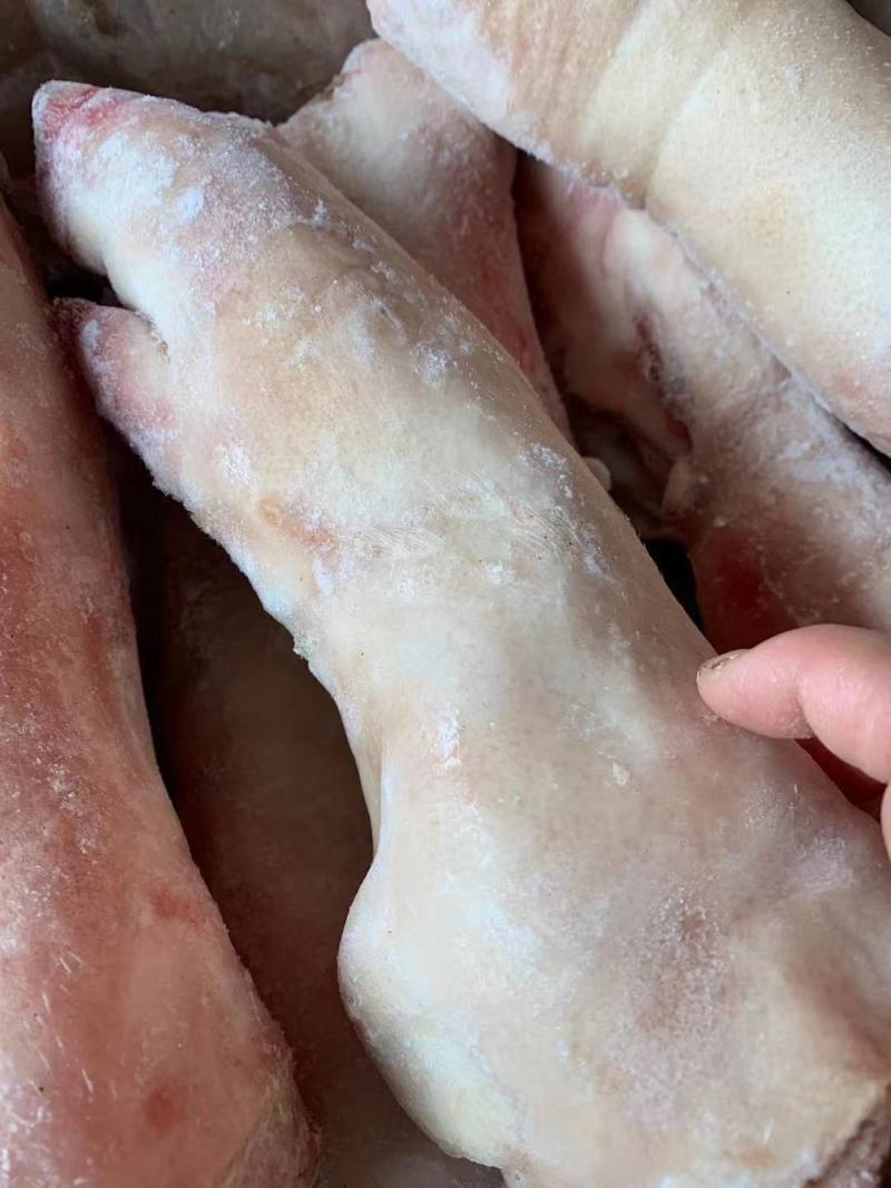 鲜猪蹄，质量保证，长短可选，长期有货，价格便宜，联系！