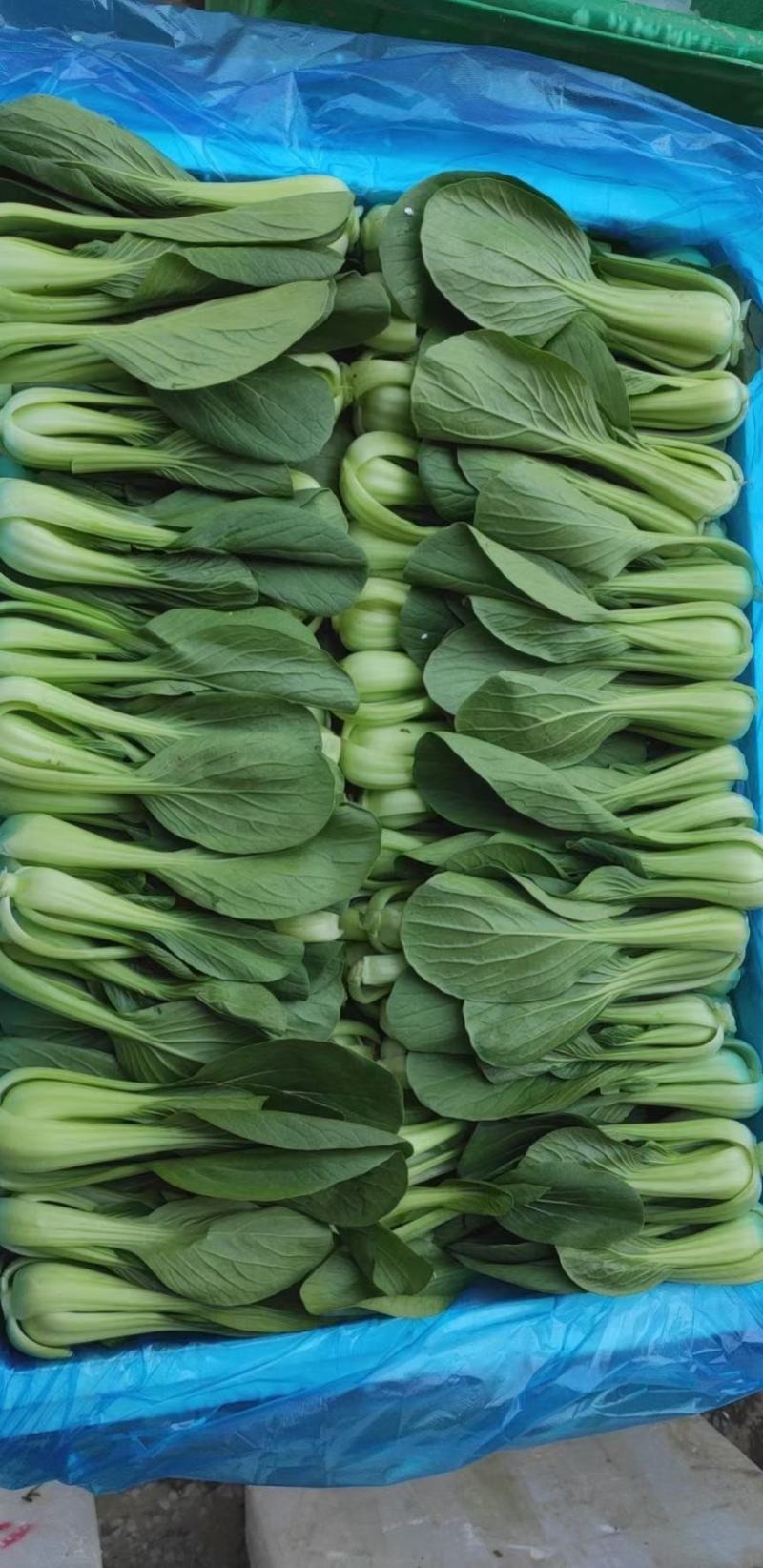 【精品】油菜蔬菜内有大型冷库，冷链物流配送一条龙服务