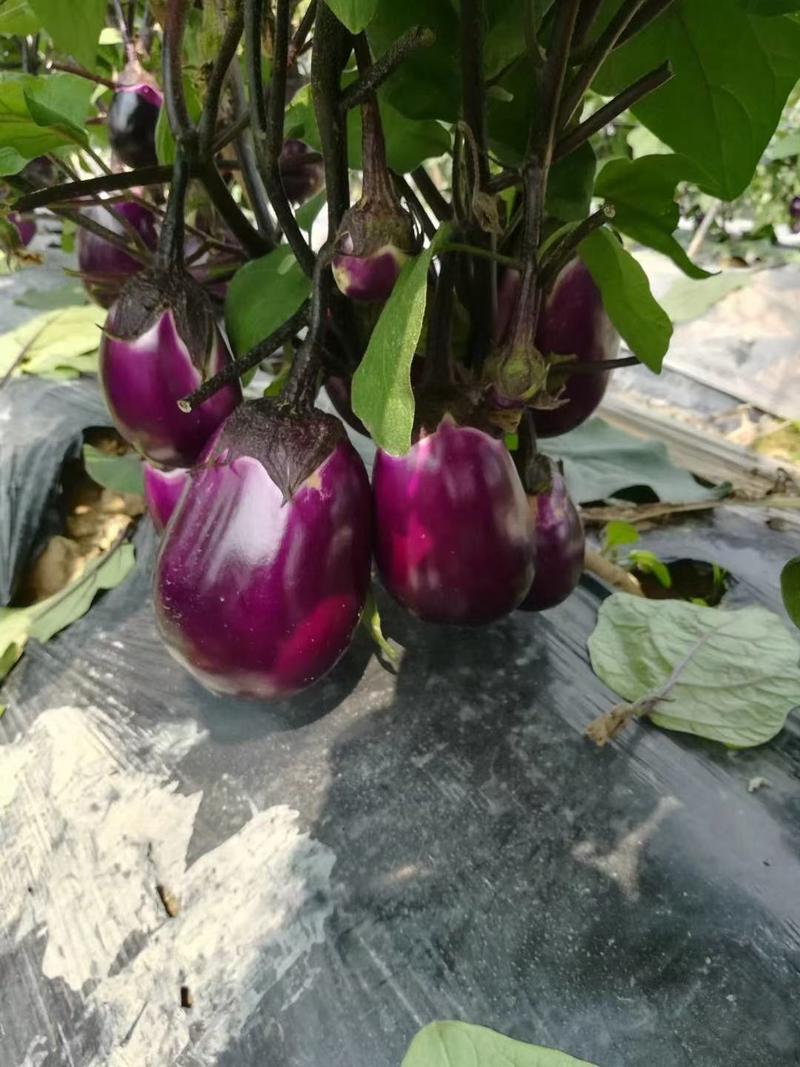 千红早茄高产优质种子信农田源种业