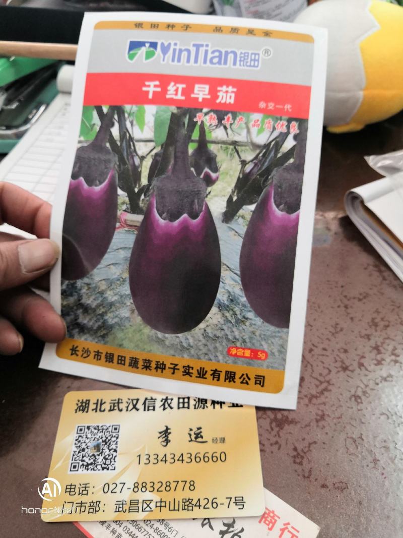 千红早茄高产优质种子信农田源种业