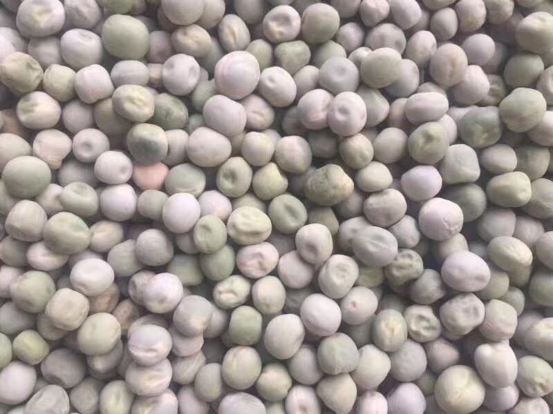 干豌豆大量现货美国品种豌豆米一斤泡两斤，大量现货，品质保