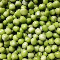 干豌豆大量现货美国品种豌豆米一斤泡两斤，大量现货，品质保