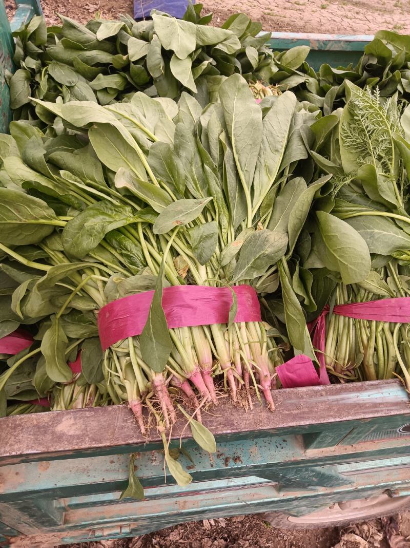 鸡泽宏森农场有大量波菜上市了