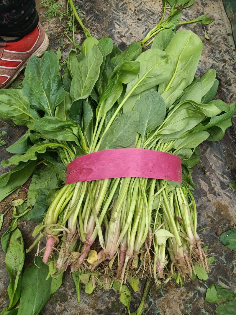 鸡泽宏森农场有大量波菜上市了