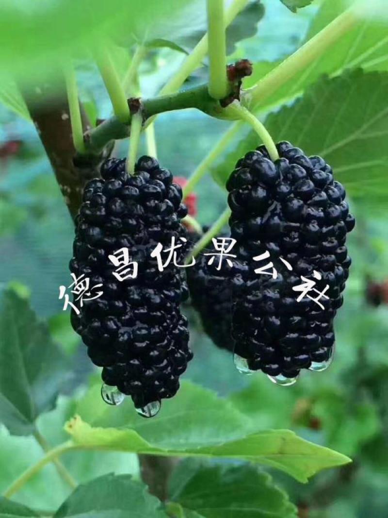 大凉山时令水果桑葚上市了，老板些快点下手咯