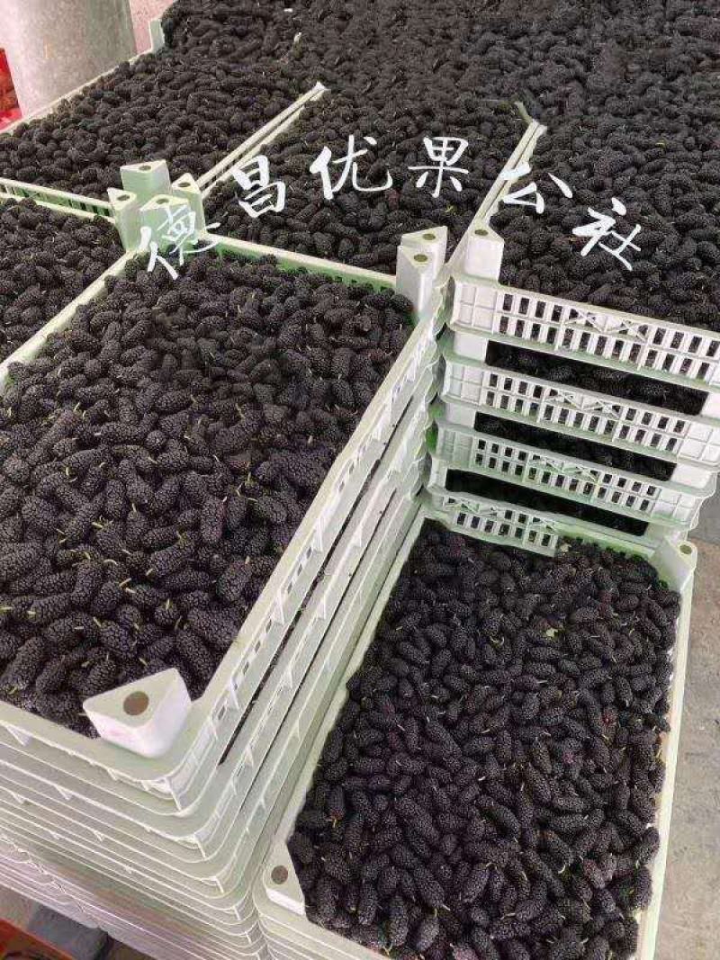 大凉山时令水果桑葚上市了，老板些快点下手咯