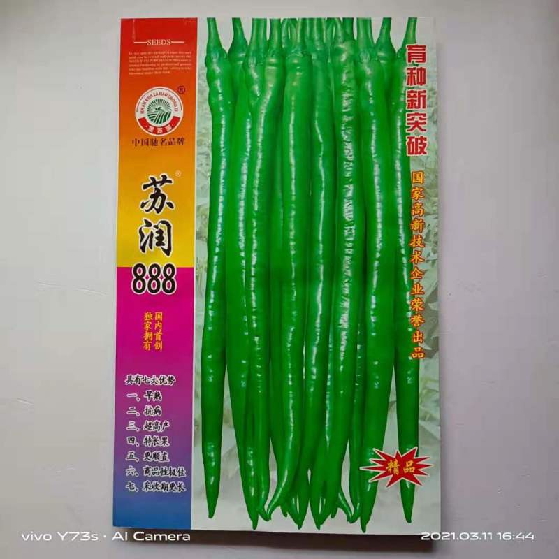 苏润999/888/998特长线椒品种种子青果软皮长线椒