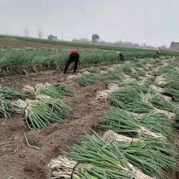 精品大葱大量供应