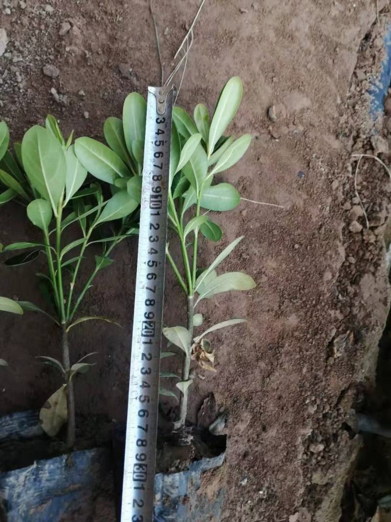 营养体13×15海桐苗高度18起步至40根细多