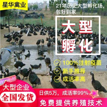 鸭苗！又名，汉鸭，陆地行走，