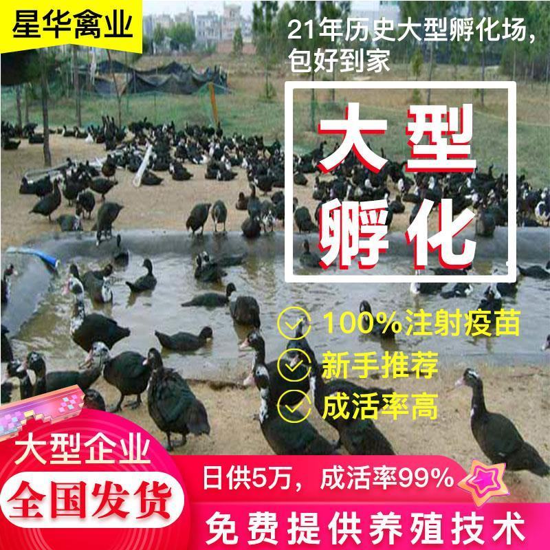 鸭苗！又名，汉鸭，陆地行走，