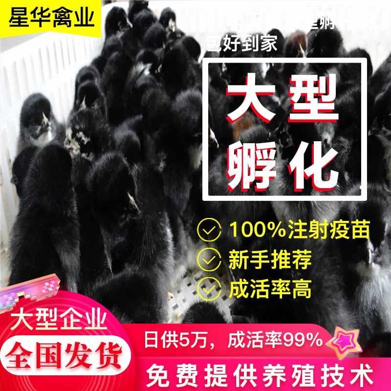 鸡苗，黑土1公母，黑土2公母，黑土3公母！