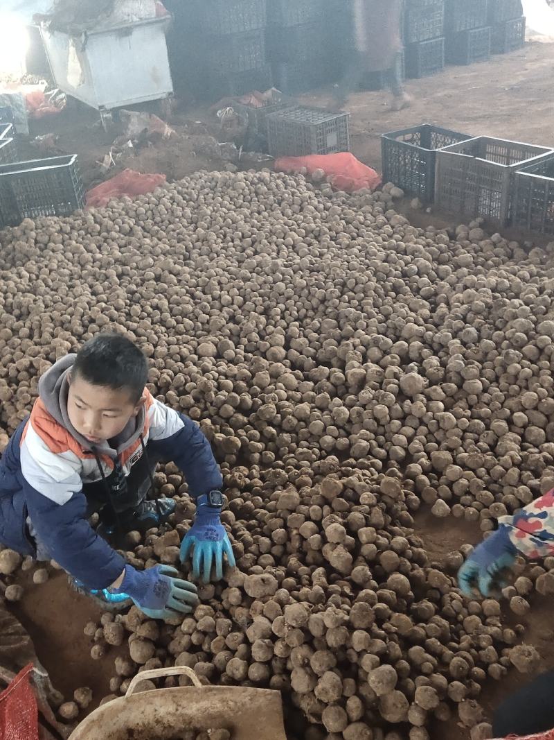 【推荐】精品魔芋，包邮到家，量大从优，基地直发