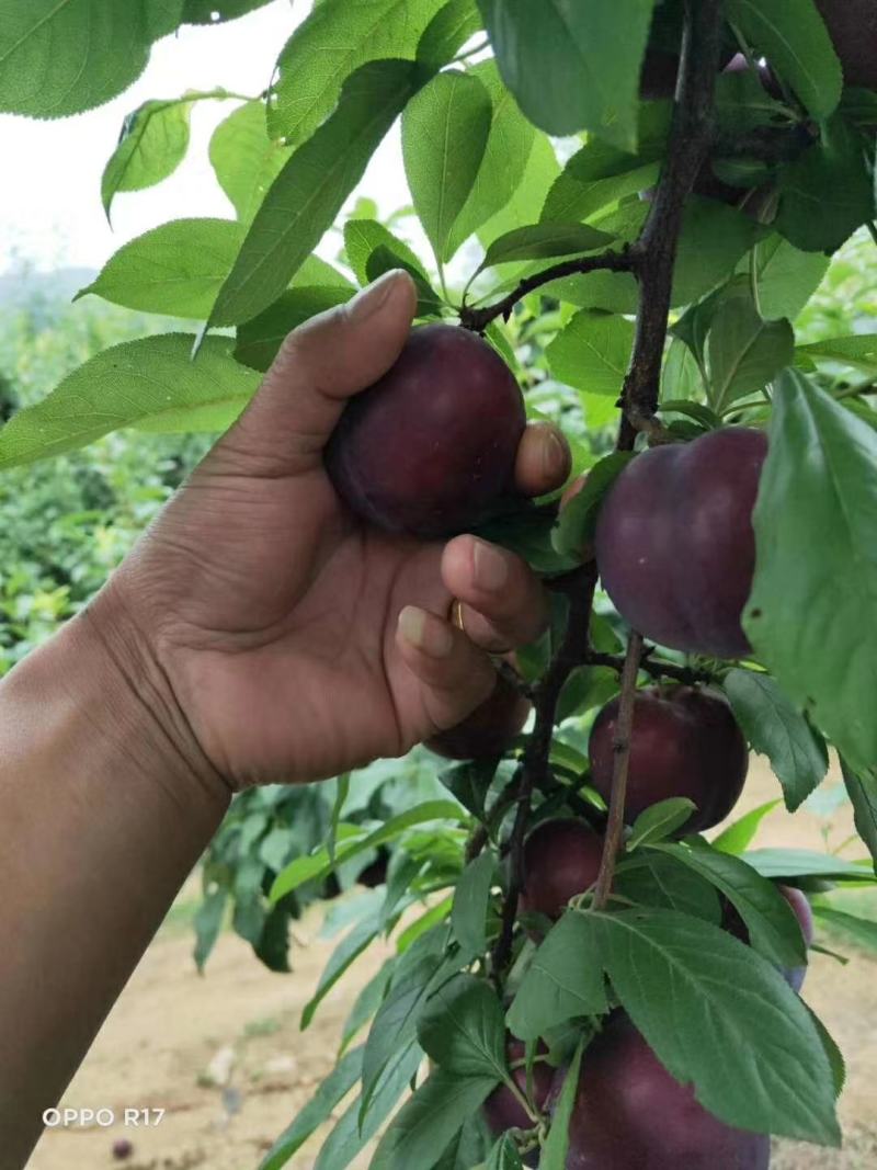 澳洲红李，大行基地直发，有市场货，电商货，社区团购货