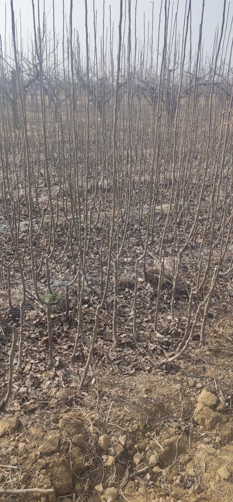 梨树苗1到2公分占地梨树品种梨树