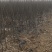 梨树苗1到2公分占地梨树品种梨树