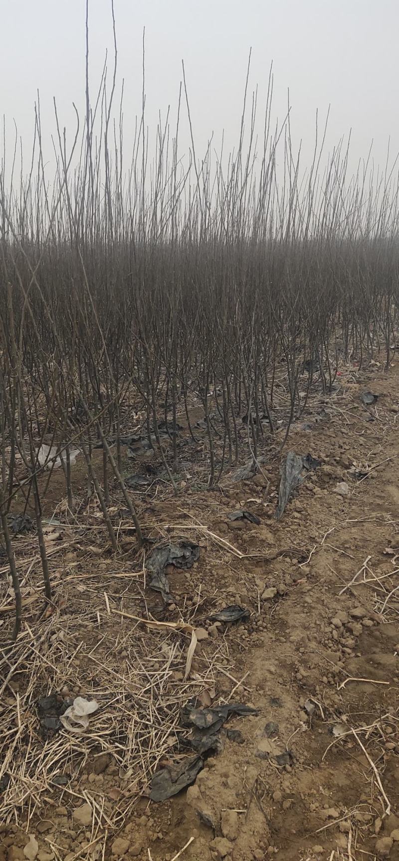 梨树苗1到2公分占地梨树品种梨树