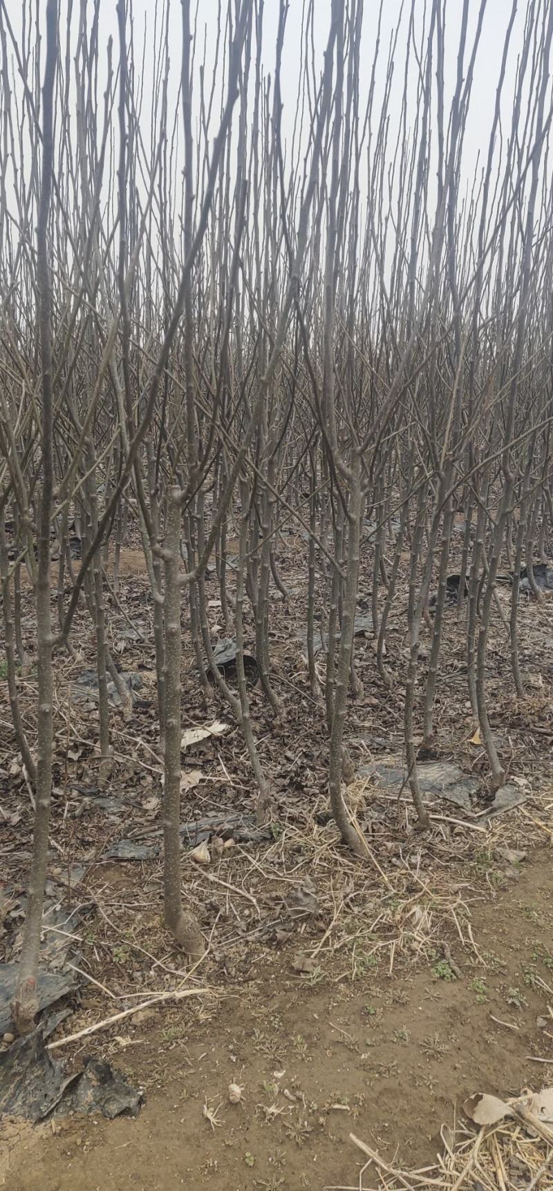 梨树苗1到2公分占地梨树品种梨树